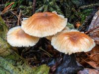 Winziges hellbraunes Pilztrio im toten Laub